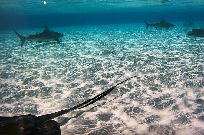 Private Half-Day Charter to Stingray City, Starfish Point and Snorkeling Tour - The crew makes the private format worthwhile