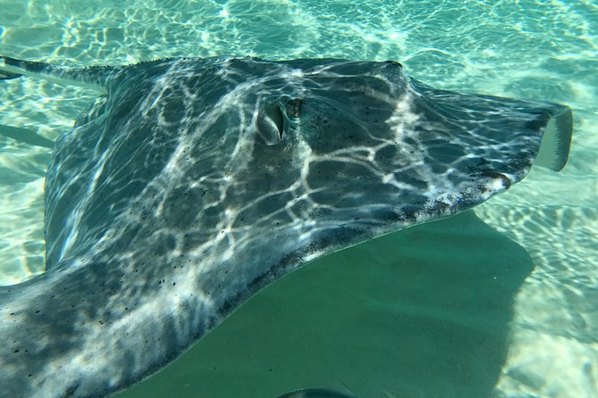 Private Half Day Stingray City, Snorkeling and Starfish Beach Tour - Starfish Beach for a Slower Finish
