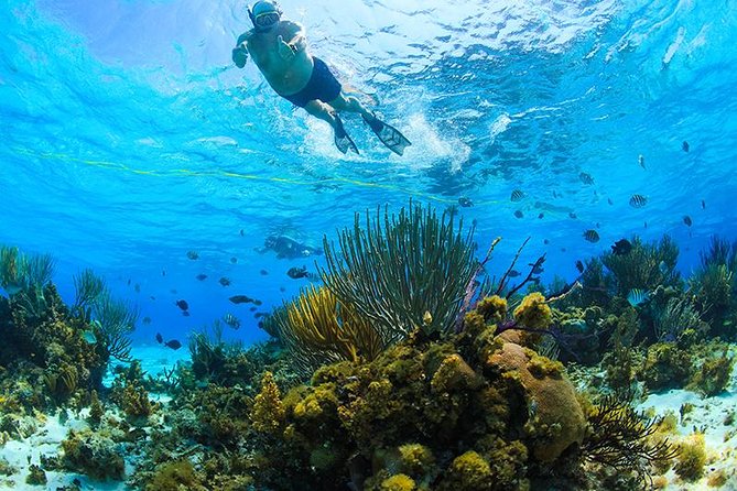Private Stingray City and Snorkeling Half Day Charter for 6 Guest - From Camana Bay Harbour to Starfish Point