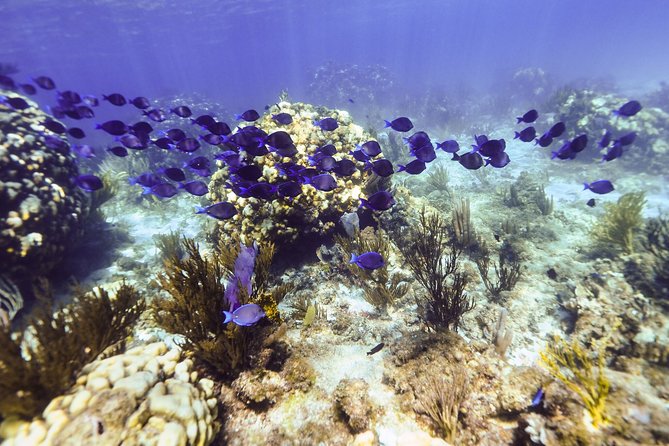 Private Stingray City Snorkeling and BioBay Charter for 10 Guests - Stingray City: Grand Cayman’s Main Attraction