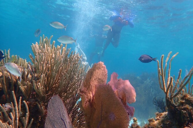 Private Tour to Stingray City & Snorkeling at Coral Gardens - How the $700 price adds up