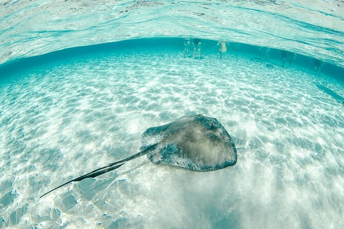 Private Yacht 48 ft Sting Ray City, Snorkel & Starfish Beach - The Boat, Gear, and Refreshments