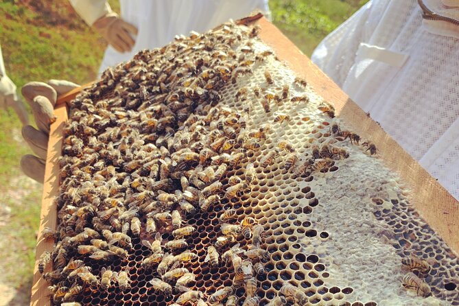 Reagan’s Honey Beekeeping Adventure - Tasting Honey Straight From the Comb