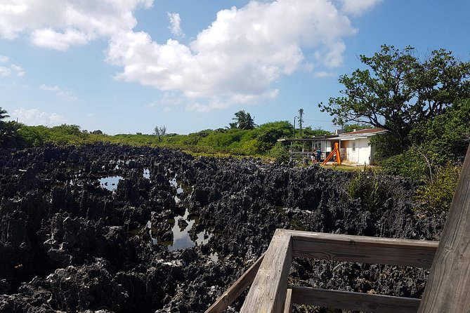 Scenic Island Private Tour - Dolphin Discovery and a final wildlife stop