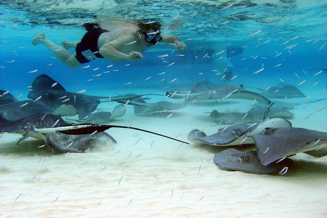 Starfish Point, Stingray City & Coral Garden (3-STOP Adventure) - Key points to know before booking