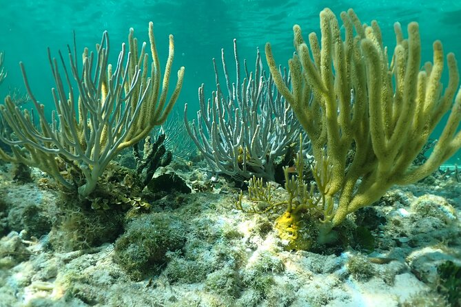 Starfish Point, Stingray City & Coral Garden (3-STOP Adventure) - Snorkeling at Coral Gardens