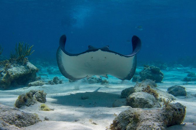 Starfish Point, Stingray City-Sandbar & Coral Gardens - Crew care makes the difference