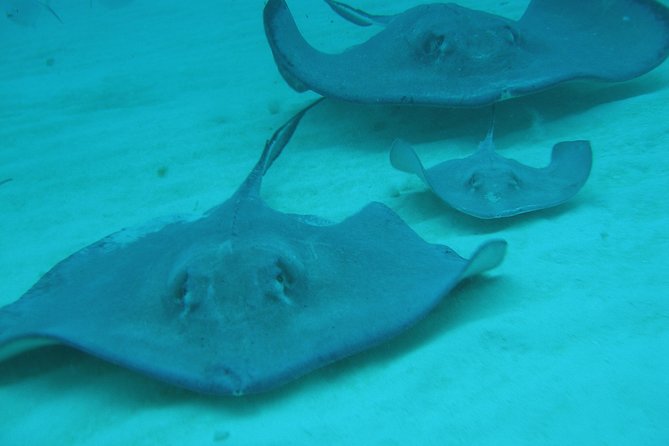 Starfish Point, Stingray City-Sandbar & Coral Gardens - Cruise passengers need a careful time plan