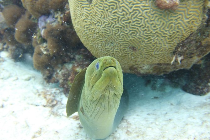 Starfish Point, Stingray City-Sandbar & Coral Gardens - Who should book this outing