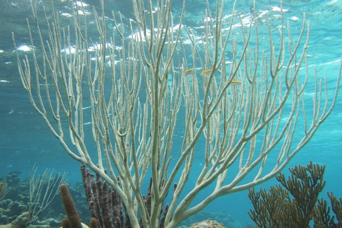 Starfish Point, Stingray City-Sandbar & Coral Gardens - Coral Gardens and the snorkeling question