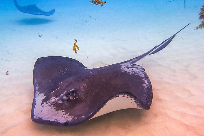 Stingray City and Seven Mile Beach Adventure Tour - Five useful things to know before booking