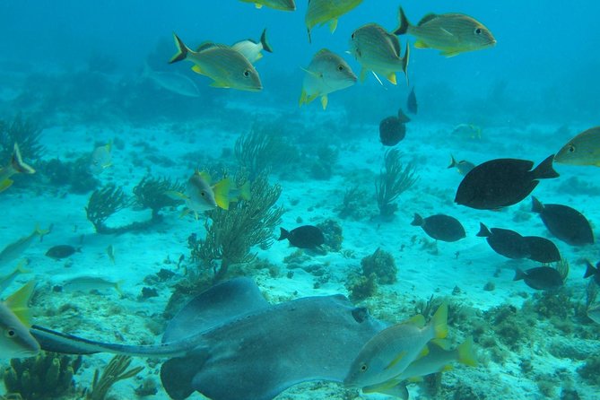 Stingray City and Snorkel Tour With Lunch - Stingray City: Grand Cayman’s famous shallow-water encounter