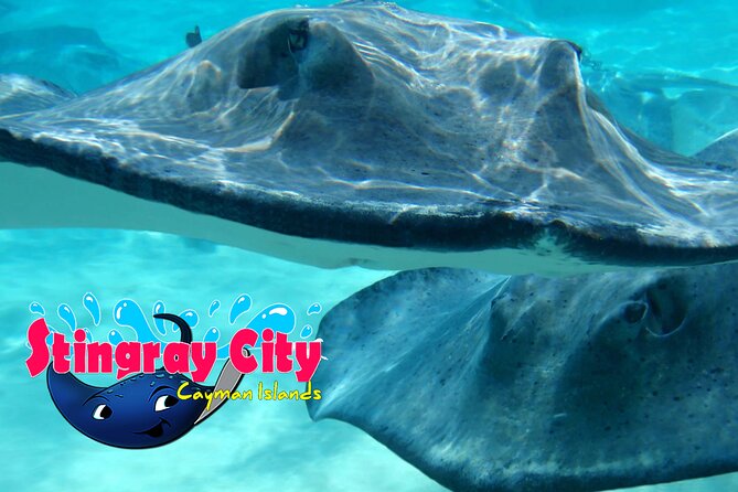 Stingray City and Starfish Experience with Coral Reef Snorkeling - Equipment, drinks, and comfort