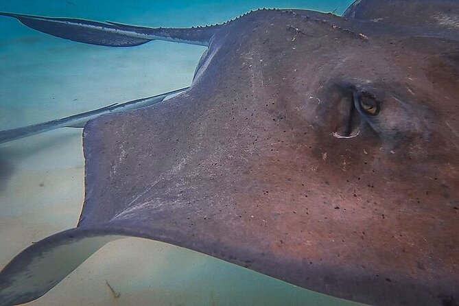 Stingray City Catamaran Sunset Tour - Why the sunset timing changes the mood