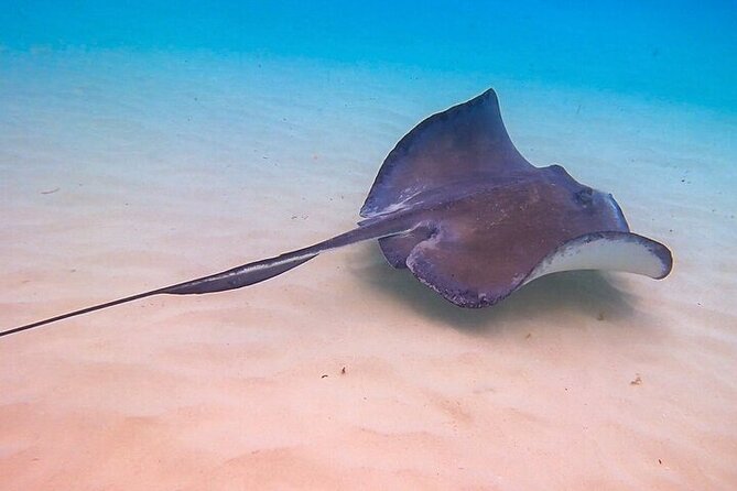 Stingray City Catamaran Sunset Tour - Crew support makes the wildlife stop easier