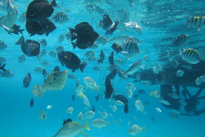 Stingray City Experience Plus One Snorkeling Stop - Why Stingray City is worth your morning