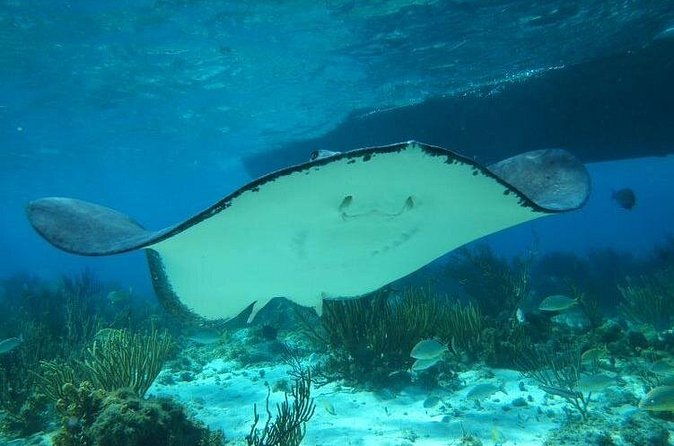 Stingray City Experience Plus One Snorkeling Stop - Coral Gardens or the Barrier Reef