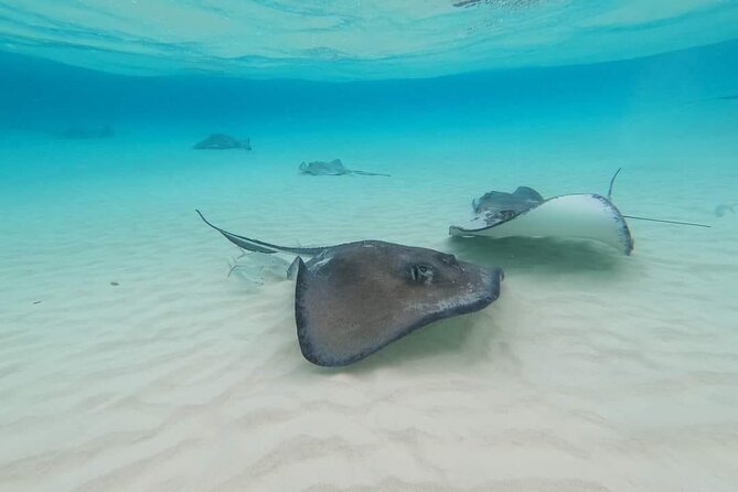 Stingray City Experience Plus Two Snorkeling spots Private Boat - Starfish Point and the limits of nature