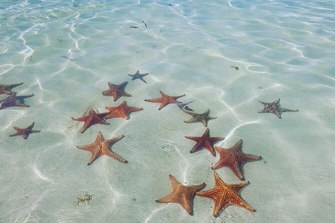 Stingray City Experience Plus Two Snorkeling spots Private Boat - Reef snorkeling at Coral Gardens or the Barrier Reef