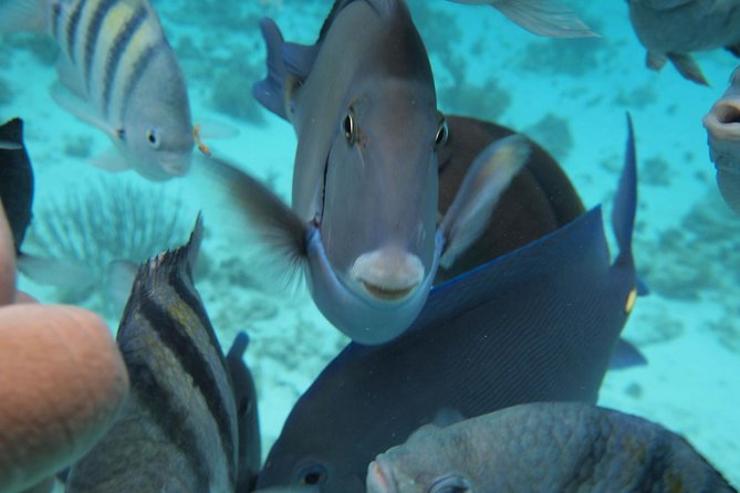 Stingray City Experience Plus Two Snorkeling Stops on Grand Cayman - Key points to know before booking