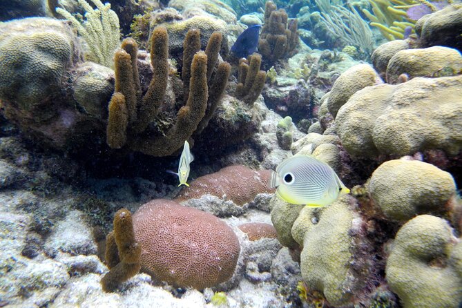 Stingray City Private Charters - Is $1,500 a Good Deal?