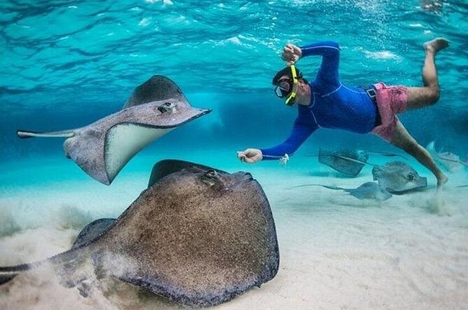 Stingray City Sandbar, Coral Gardens Snorkeling & Star Fish Point - Transport, timing and the cruise-ship question
