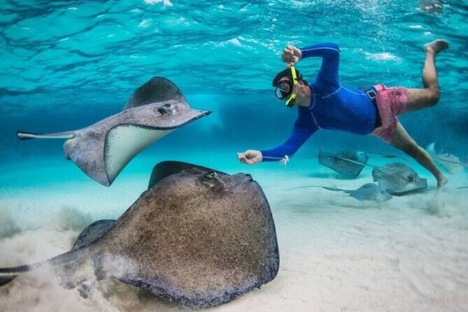 A southern stingray gliding over the sandbar in the North Sound, Grand Cayman