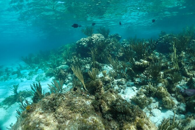Stingray City Sandbar, Snorkel, Star fish Beach (Family operated) - A family-run boat trip with a useful half-day shape