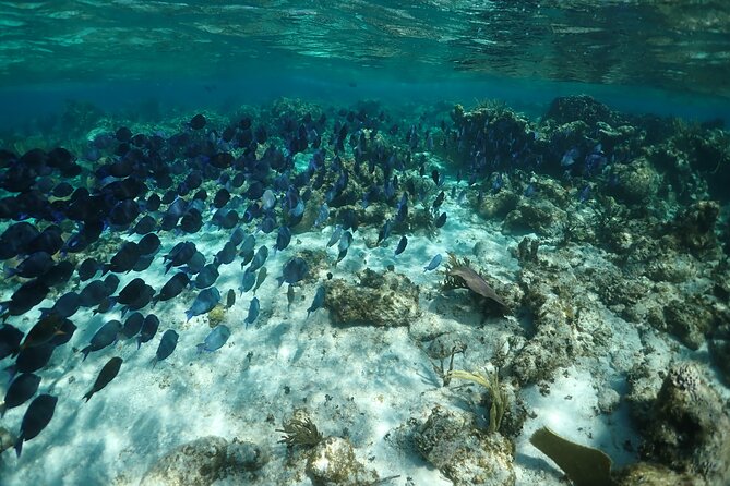 Stingray City Sandbar, Snorkel, Star fish Beach (Family operated) - Coral Gardens offers the best look at reef life