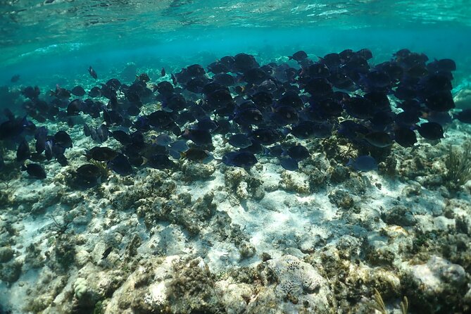 Stingray City Sandbar, Snorkel, Star fish Beach (Family operated) - Stingray City brings you into the water
