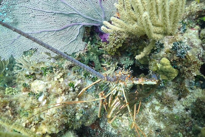 Stingray City Sandbar, Snorkel, Star fish Beach (Family operated) - What the $58.50 price really covers