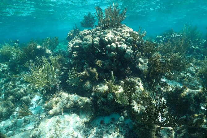 Stingray City Sandbar, Snorkel, Star fish Beach (Family operated) - Who will enjoy this outing most