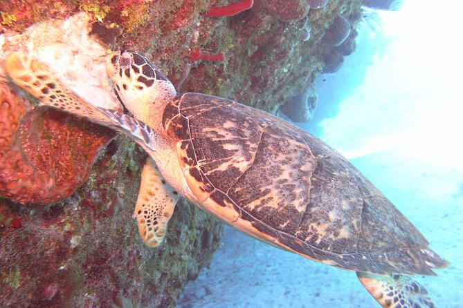 Stingray Sandbar, Snorkeling, and Starfish Point - Key points to know before booking