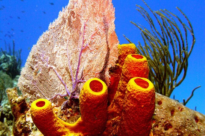 Stingray Sandbar, Snorkeling, and Starfish Point - Coral Gardens and its clear snorkeling water