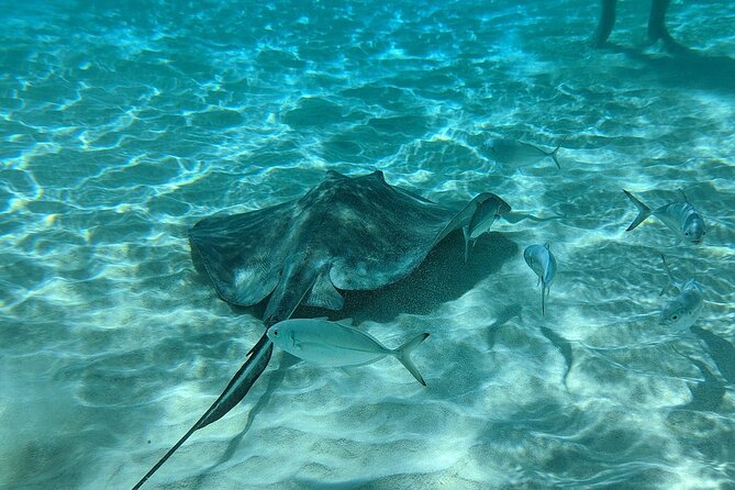 Stingray Sandbar, Snorkeling, and Starfish Point - Starfish Point: a slower final stop