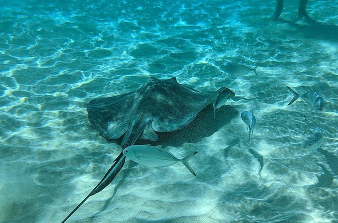 Stingray Sandbar, Snorkeling, and Starfish Point - Who should book this excursion?