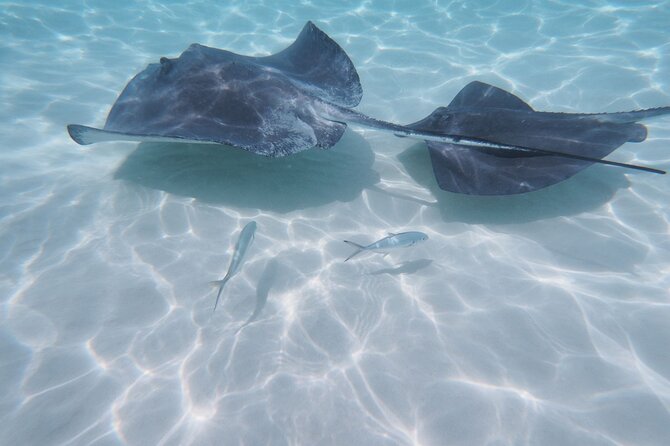 StingrayCity ,Coral Garden & Starfish Tour. - Stingray City: the main event