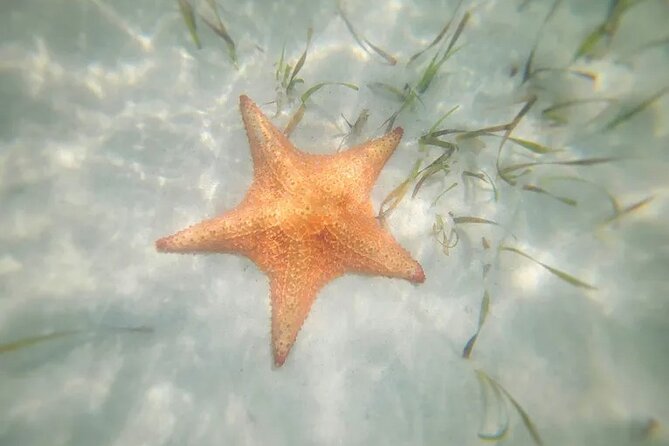 Stingrays and Starfish Point Tour - Key points at a glance
