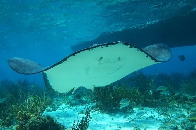 Stingrays, Starfish and Snorkeling Tour - What the $80 price really includes